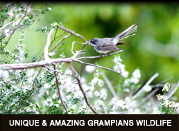 Grampians National Park Wildlife